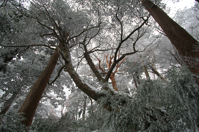 http://greenmessenger-yakushima.com/blog/resize0634.jpg