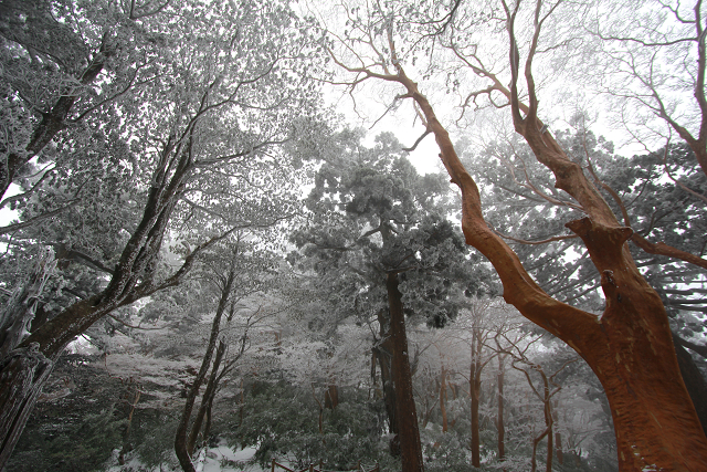 http://greenmessenger-yakushima.com/blog/resize0636.jpg