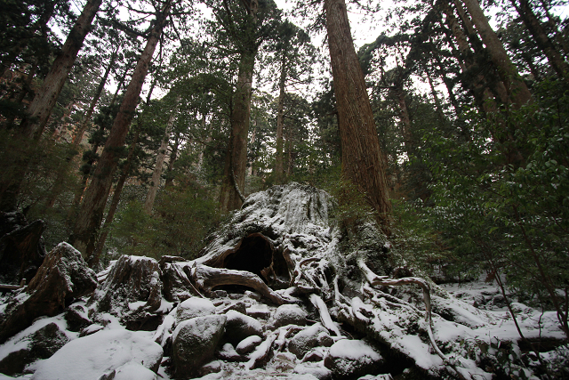 http://greenmessenger-yakushima.com/blog/resize0643.jpg