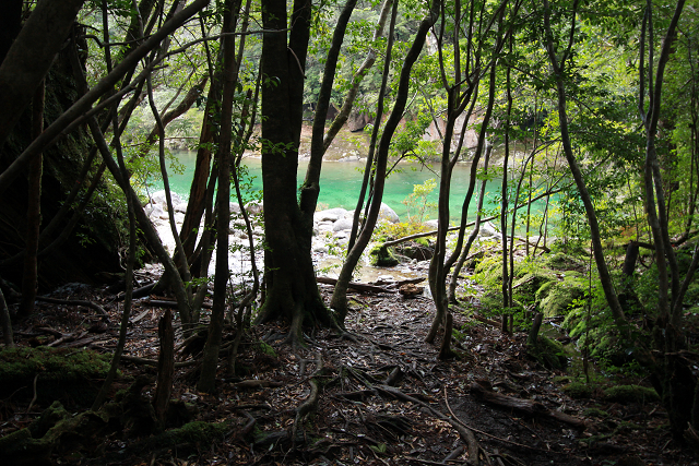 http://greenmessenger-yakushima.com/blog/resize0648.jpg