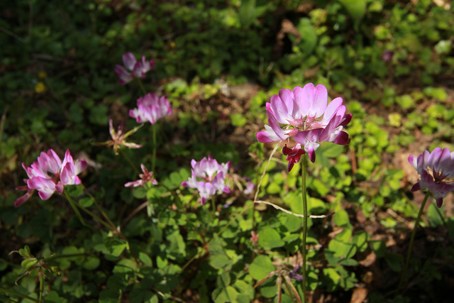 http://greenmessenger-yakushima.com/blog/resize0656.jpg