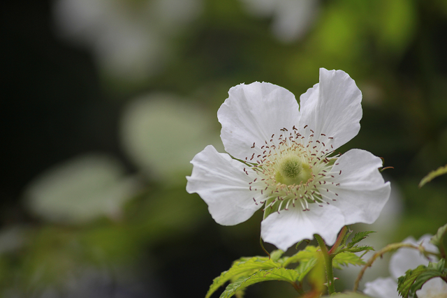 http://greenmessenger-yakushima.com/blog/resize0664.jpg