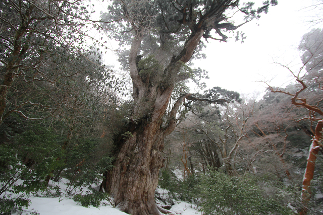 http://greenmessenger-yakushima.com/blog/resize0669.jpg