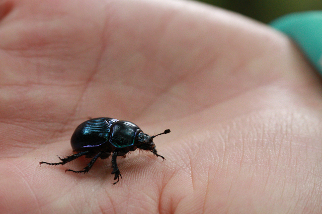 http://greenmessenger-yakushima.com/blog/resize0670.jpg