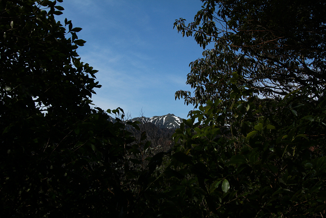 http://greenmessenger-yakushima.com/blog/resize0690.jpg