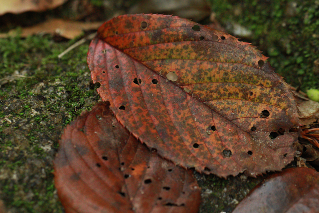 http://greenmessenger-yakushima.com/blog/resize0694.jpg