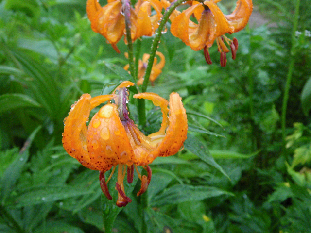 http://greenmessenger-yakushima.com/blog/resize0697.jpg