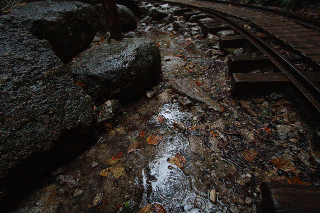 http://greenmessenger-yakushima.com/blog/resize0710.jpg