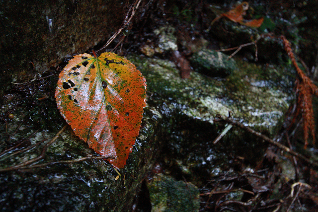 http://greenmessenger-yakushima.com/blog/resize0711.jpg