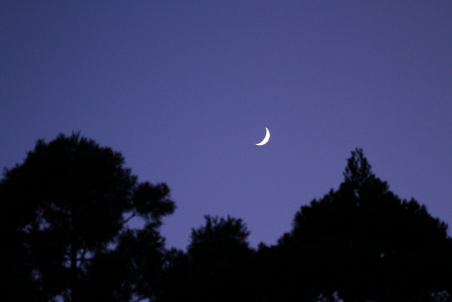 http://greenmessenger-yakushima.com/blog/resize0718.jpg