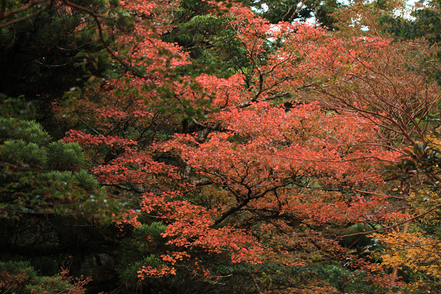 http://greenmessenger-yakushima.com/blog/resize0729.jpg