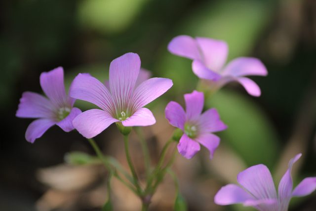 http://greenmessenger-yakushima.com/blog/resize0741.jpg