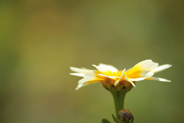 http://greenmessenger-yakushima.com/blog/resize0747.jpg