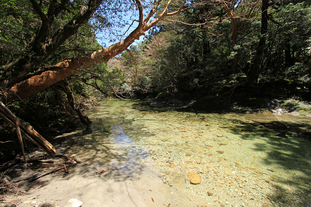 http://greenmessenger-yakushima.com/blog/resize0750.jpg