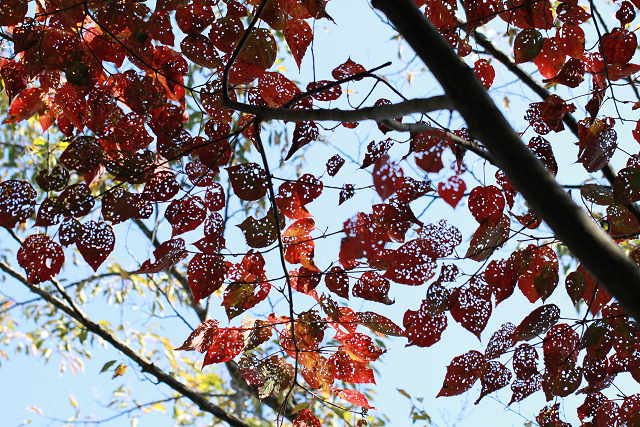 http://greenmessenger-yakushima.com/blog/resize0751.jpg