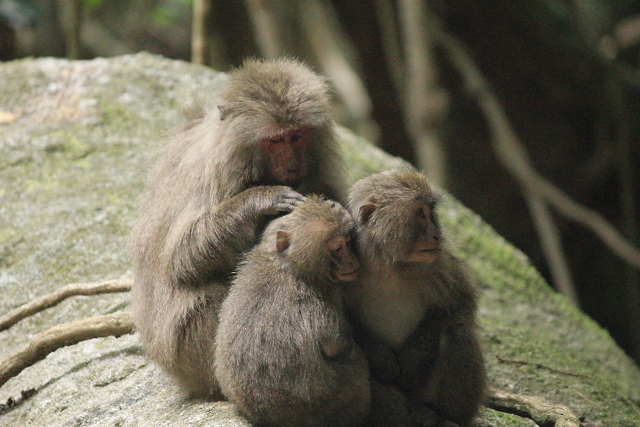 http://greenmessenger-yakushima.com/blog/resize0753.jpg