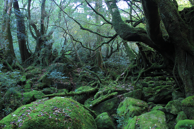 http://greenmessenger-yakushima.com/blog/resize0757.jpg