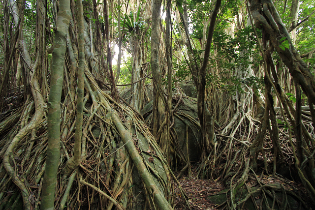 http://greenmessenger-yakushima.com/blog/resize0758.jpg