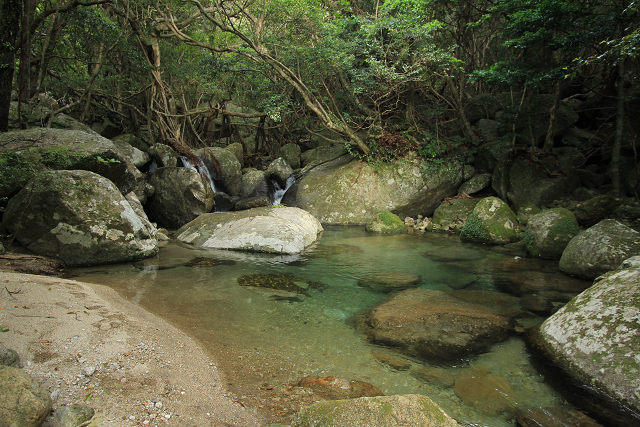 http://greenmessenger-yakushima.com/blog/resize0761.jpg