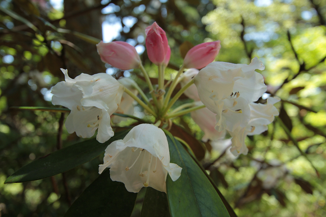 http://greenmessenger-yakushima.com/blog/resize0790.jpg