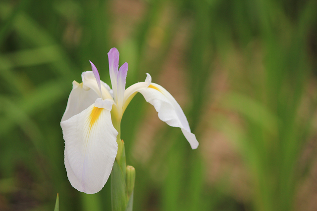 http://greenmessenger-yakushima.com/blog/resize0794.jpg