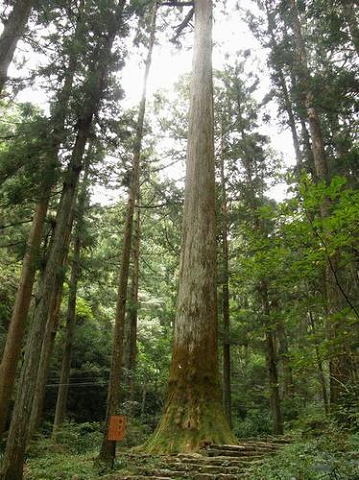 http://greenmessenger-yakushima.com/blog/resize0856.jpg