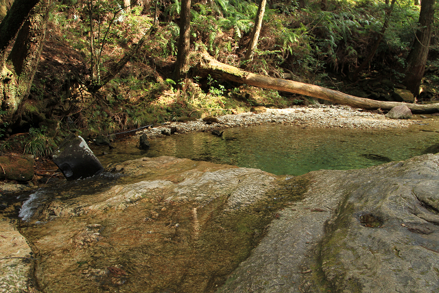 http://greenmessenger-yakushima.com/blog/resize0863.jpg