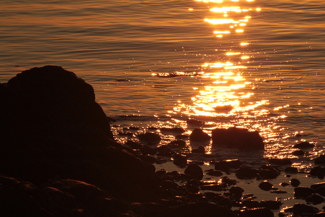 http://greenmessenger-yakushima.com/blog/resize0868.jpg