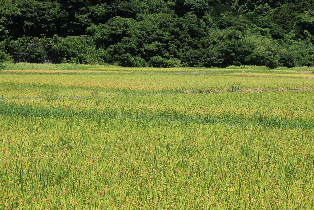 http://greenmessenger-yakushima.com/blog/resize0869.jpg