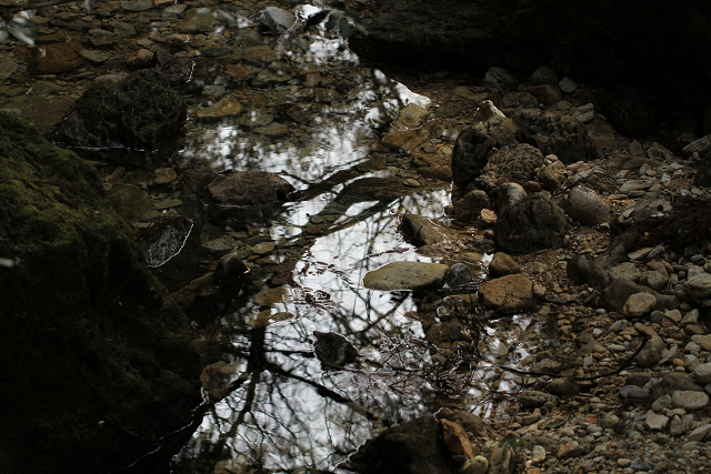 http://greenmessenger-yakushima.com/blog/resize0872.jpg