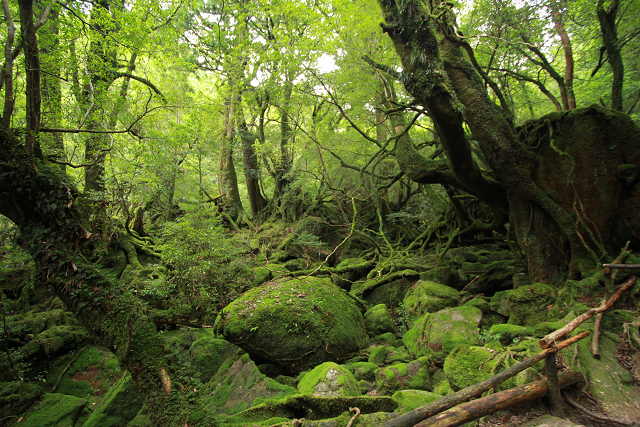 http://greenmessenger-yakushima.com/blog/resize0878.jpg