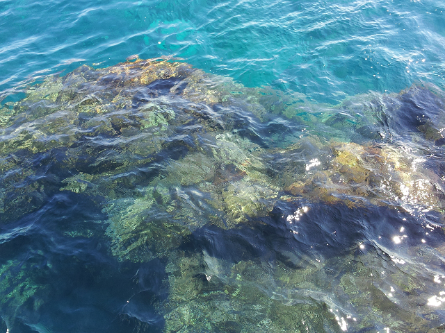 http://greenmessenger-yakushima.com/blog/resize0884.jpg