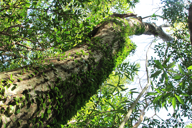 http://greenmessenger-yakushima.com/blog/resize0887.jpg