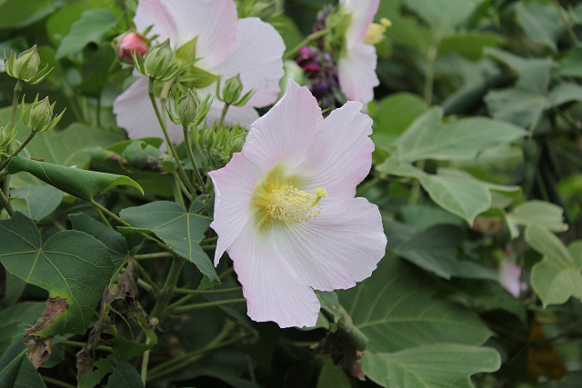 http://greenmessenger-yakushima.com/blog/resize0895.jpg