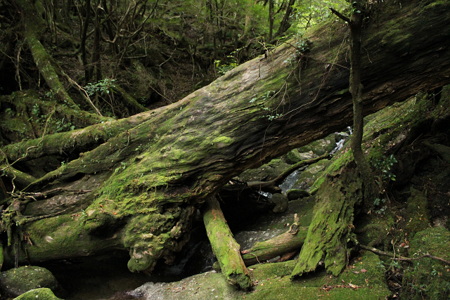 http://greenmessenger-yakushima.com/blog/resize0904.jpg