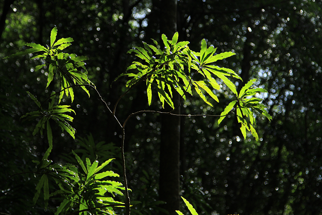 http://greenmessenger-yakushima.com/blog/resize0906.jpg