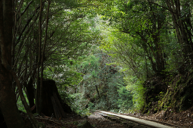 http://greenmessenger-yakushima.com/blog/resize0912.jpg