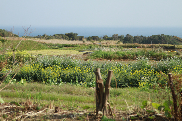 http://greenmessenger-yakushima.com/blog/resize0923.jpg