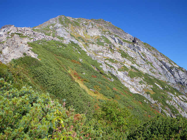 http://greenmessenger-yakushima.com/blog/resize0938.jpg