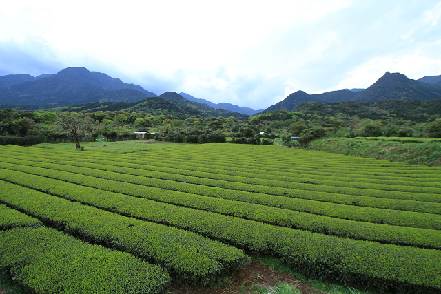 http://greenmessenger-yakushima.com/blog/resize0945.jpg