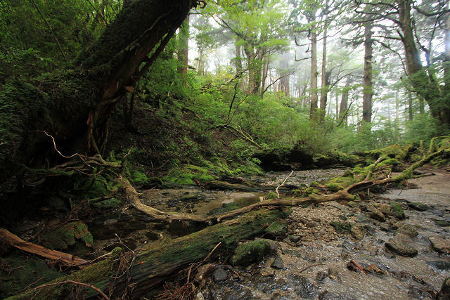 http://greenmessenger-yakushima.com/blog/resize0951.jpg