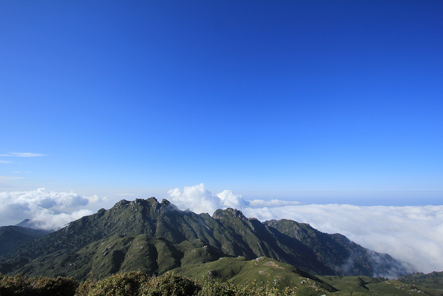 http://greenmessenger-yakushima.com/blog/resize0974.jpg