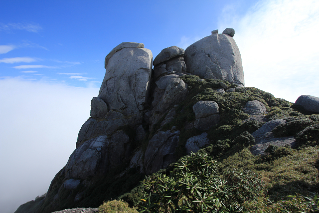 http://greenmessenger-yakushima.com/blog/resize0984.jpg