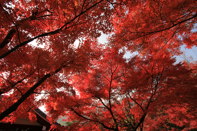 http://greenmessenger-yakushima.com/blog/resize0991.jpg