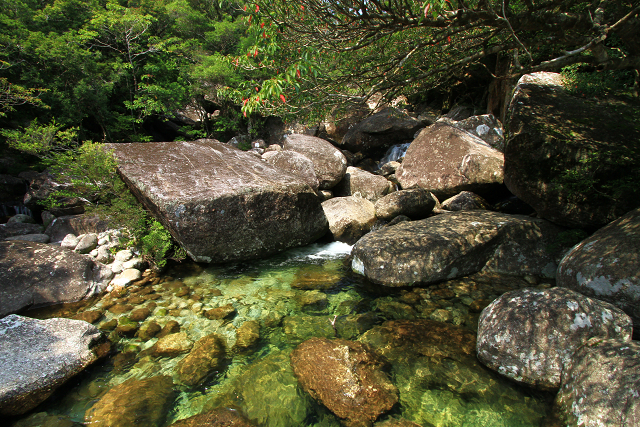 http://greenmessenger-yakushima.com/blog/resize1007.jpg