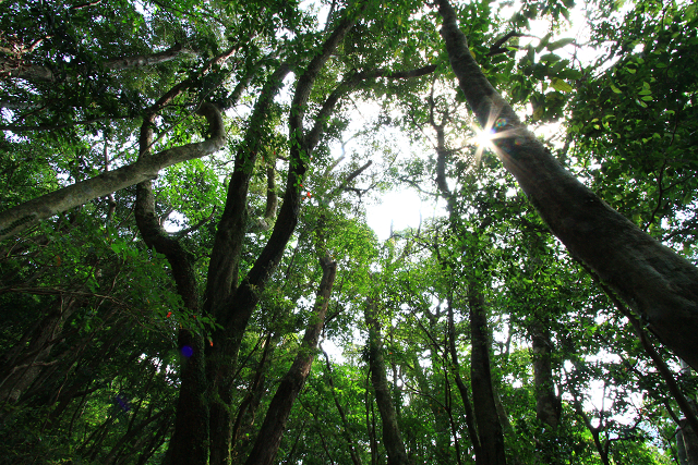 http://greenmessenger-yakushima.com/blog/resize1008.jpg