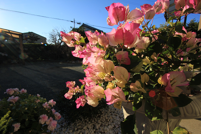 http://greenmessenger-yakushima.com/blog/resize1009.jpg