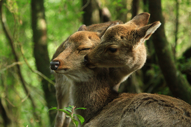 http://greenmessenger-yakushima.com/blog/resize1011.jpg