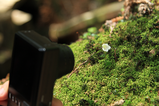 http://greenmessenger-yakushima.com/blog/resize1016.jpg