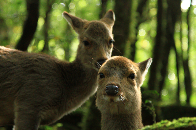 http://greenmessenger-yakushima.com/blog/resize1017.jpg